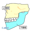 顎の骨